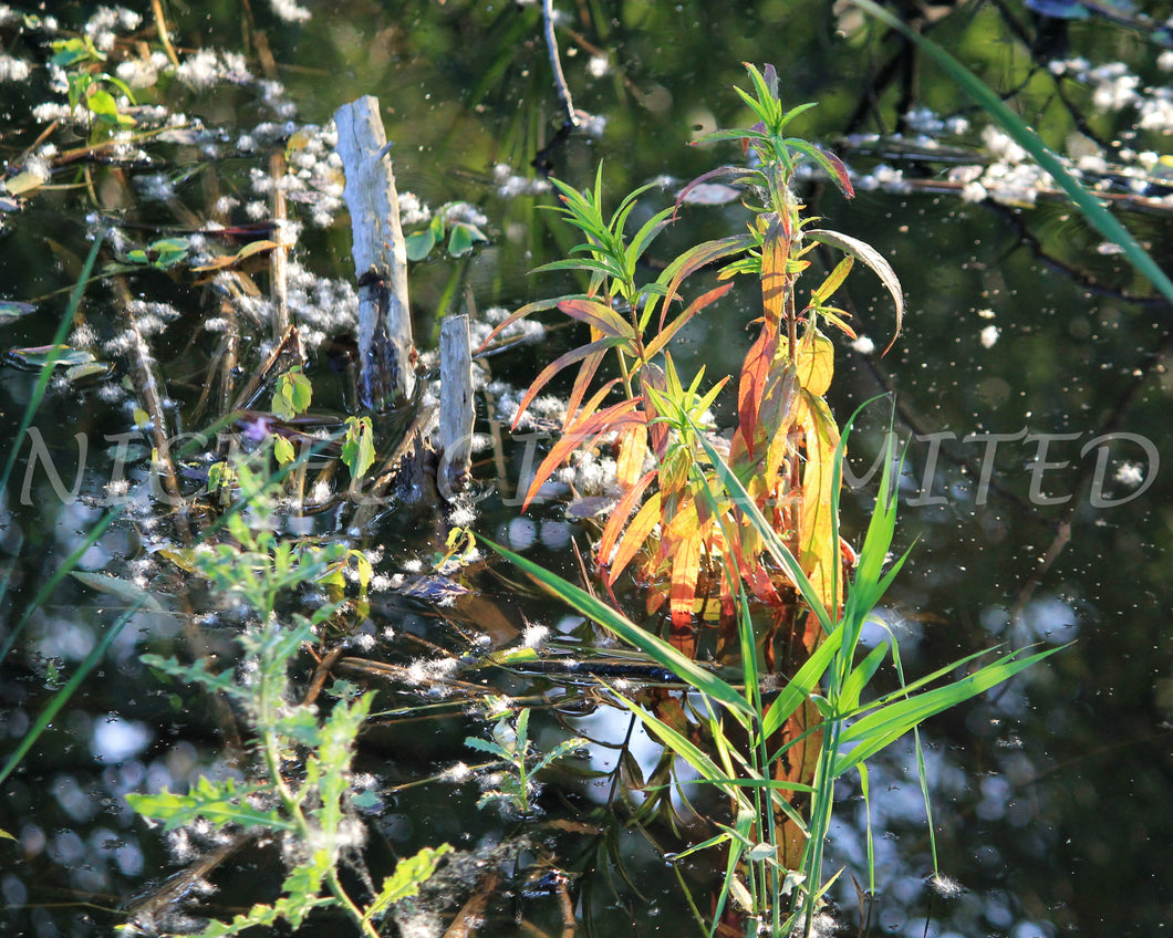 FAB 53 - Green Plant Water