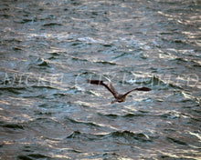 Load image into Gallery viewer, FAB 23 - Brown Heron
