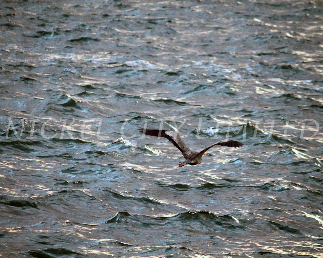 FAB 23 - Brown Heron