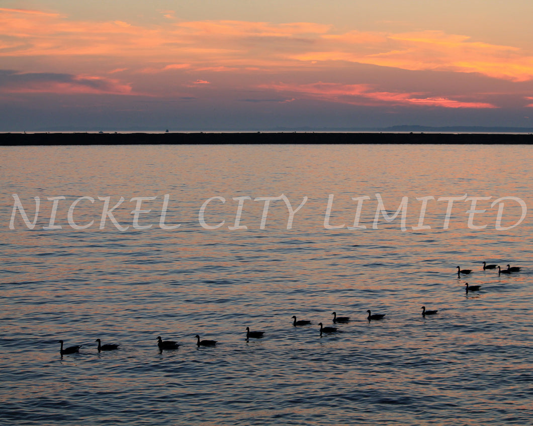 FAB 04 - Geese at Sunset